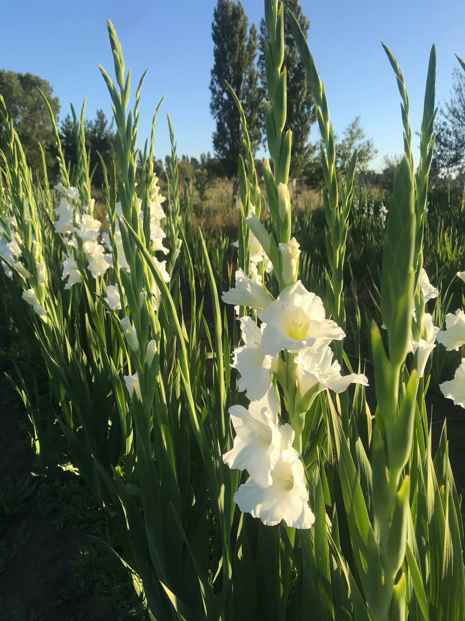 Gladiolo Piet Mohlen blanco al atardecer
