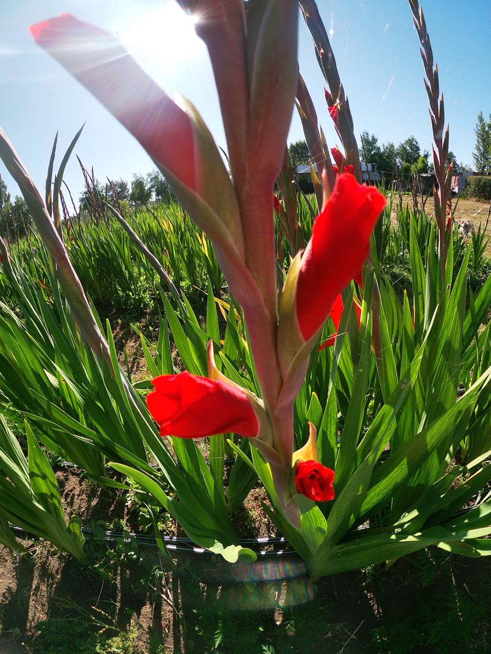 Gladiolos Red Balance en flor